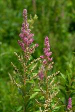 Spiraea tomentosa, Steeplebush