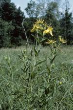 Hypericum ascyron subsp. pyramidatum, American Great St. John&#039;s-wort