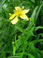 Hypericum ascyron subsp. pyramidatum, American Great St. John&#039;s-wort