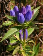 Gentiana andrewsii, Closed Bottle Gentian