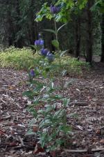 Gentiana andrewsii, Closed Bottle Gentian