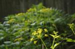 Zizia aurea, Golden Alexanders 