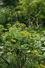 Zizia aurea, Golden Alexanders 