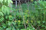 Zizia aurea, Golden Alexanders 