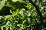 Zizia aurea, Golden Alexanders 