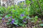 Viola sororia, Wooly Blue Violet