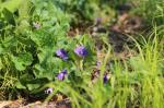 Viola sororia, Wooly Blue Violet