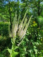 Veronicastrum virginicum, Culver&#039;s root