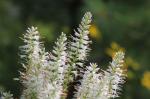 Veronicastrum virginicum, Culver&#039;s root