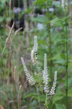 Veronicastrum virginicum, Culver&#039;s root
