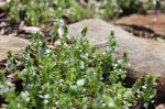 Veronica serpyllifolia, Thyme-leaf Speedwell