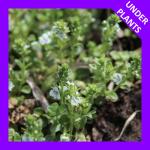 Veronica serpyllifolia, Thyme-leaf Speedwell