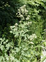 Thalictrum pubescens, Tall Meadow Rue