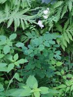 Thalictrum pubescens, Tall Meadow Rue