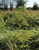 Thalictrum pubescens, Tall Meadow Rue