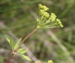 Taenidia integerrima, Yellow Pimpernel