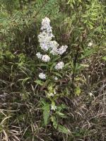Symphyotrichum urophyllum, Arrow-leaved Aster