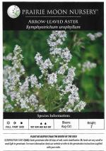 Symphyotrichum urophyllum, Arrow-leaved Aster