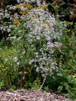 Symphyotrichum puniceum, Purple-Stemmed Aster