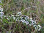 Symphyotrichum lateriflorum, Calico Aster