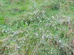 Symphyotrichum lateriflorum, Calico Aster