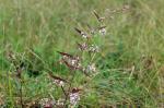 Symphyotrichum lateriflorum, Calico Aster