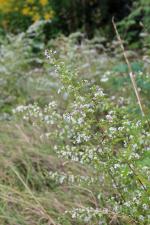 Symphyotrichum lateriflorum, Calico Aster