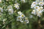 Symphyotrichum ericoides, Heath Aster