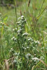 Symphyotrichum ericoides, Heath Aster