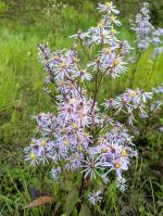 Symphyotrichum ciliolatum, Lindley&#039;s Aster