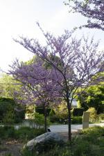 Cercis canadensis, Canada Redbud