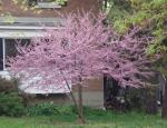 Cercis canadensis, Canada Redbud