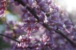 Cercis canadensis, Canada Redbud