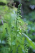 Mitella diphylla, Bishop’s Cap 