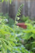 Mitella diphylla, Bishop’s Cap 