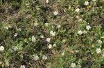 Fragaria virginiana, Virginia Strawberry