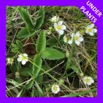 Fragaria virginiana, Virginia Strawberry