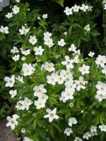 Anemonastrum canadense, Canada Anemone 