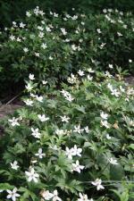 Anemonastrum canadense, Canada Anemone 