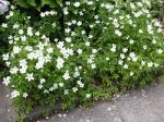 Anemonastrum canadense, Canada Anemone 