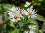 Symphyotrichum pilosum, Frost Aster