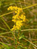 Solidago uliginosa, Bog Goldenrod 