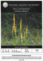 Solidago uliginosa, Bog Goldenrod 