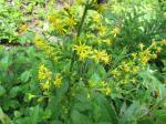 Solidago macrophylla, Large-leaved Goldenrod