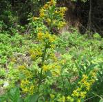 Solidago macrophylla, Large-leaved Goldenrod