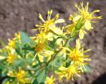 Solidago macrophylla, Large-leaved Goldenrod