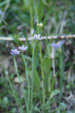 Sisyrinchium montanum, Blue-eyed Grass