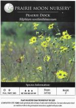 Silphium terebinthinaceum, Prairie Dock