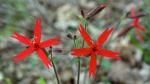 Silene virginica, Fire Pink