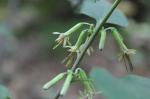 Nabalus albus, White Rattlesnakeroot 